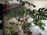Dvi monstera geles - nuotraukos Nr. 3