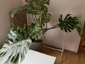 Dvi monstera geles - nuotraukos Nr. 4