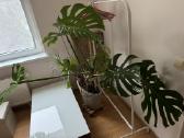 Dvi monstera geles - nuotraukos Nr. 5