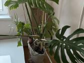 Dvi monstera geles - nuotraukos Nr. 6
