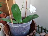 Orchidėja - nuotraukos Nr. 4