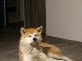 Japonų akita inu patinas kerkimui - nuotraukos Nr. 6