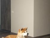 Japonų akita inu patinas kerkimui - nuotraukos Nr. 7