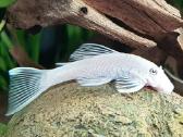 Akvariuminės žuvytės 20% nuolaida! - nuotraukos Nr. 11