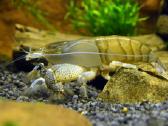 Akvariuminės žuvytės 20% nuolaida! - nuotraukos Nr. 13