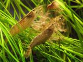 Akvariuminės žuvytės 20% nuolaida! - nuotraukos Nr. 14