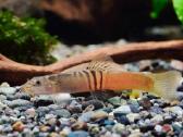 Akvariuminės žuvytės 20% nuolaida! - nuotraukos Nr. 16