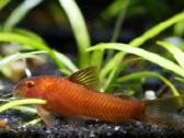 Akvariuminės žuvytės 20% nuolaida! - nuotraukos Nr. 19