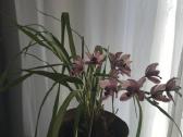Orchidėja - nuotraukos Nr. 3