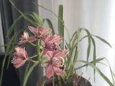 Orchidėja - nuotraukos Nr. 4