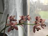 Orchidėja - nuotraukos Nr. 5