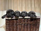 Kilmingi labradoro retriveriai - nuotraukos Nr. 10