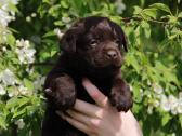 Kilmingi labradoro retriveriai - nuotraukos Nr. 12