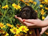 Kilmingi labradoro retriveriai - nuotraukos Nr. 13