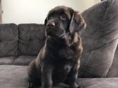Kilmingi labradoro retriveriai - nuotraukos Nr. 17