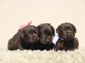 Kilmingi labradoro retriveriai - nuotraukos Nr. 20