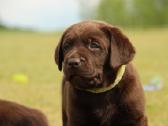 Kilmingi labradoro retriveriai - nuotraukos Nr. 21