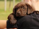 Kilmingi labradoro retriveriai - nuotraukos Nr. 22