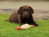 Kilmingi labradoro retriveriai - nuotraukos Nr. 23