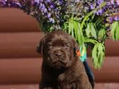 Kilmingi labradoro retriveriai - nuotraukos Nr. 14