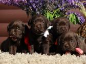 Kilmingi labradoro retriveriai - nuotraukos Nr. 5