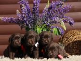 Kilmingi labradoro retriveriai - nuotraukos Nr. 8