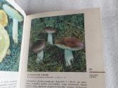 Grybai - nuotraukos Nr. 5