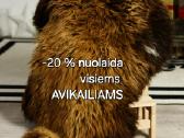Avikailis