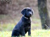 Labradorų veislynas "Burbonas"! - nuotraukos Nr. 13