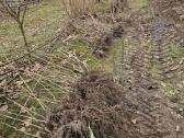 Lazdyno riešutų sodinukai Lazdynu sodinukai - nuotraukos Nr. 3