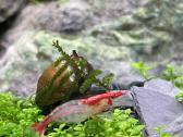 Rili krevetės akvariumui - nuotraukos Nr. 2