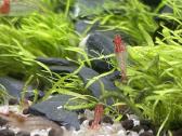 Rili krevetės akvariumui - nuotraukos Nr. 11