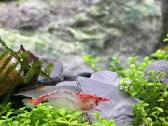 Rili krevetės akvariumui - nuotraukos Nr. 12