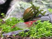 Rili krevetės akvariumui - nuotraukos Nr. 14