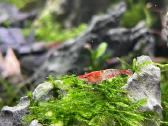 Rili krevetės akvariumui - nuotraukos Nr. 15