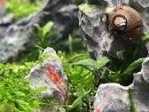 Rili krevetės akvariumui - nuotraukos Nr. 16