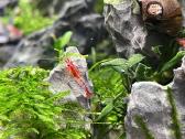 Rili krevetės akvariumui - nuotraukos Nr. 17