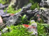 Rili krevetės akvariumui - nuotraukos Nr. 18