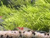 Rili krevetės akvariumui - nuotraukos Nr. 13