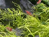 Rili krevetės akvariumui - nuotraukos Nr. 19