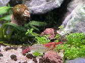 Rili krevetės akvariumui - nuotraukos Nr. 20