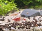 Rili krevetės akvariumui - nuotraukos Nr. 21