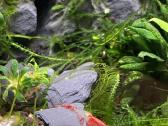 Rili krevetės akvariumui - nuotraukos Nr. 22