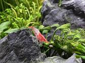 Rili krevetės akvariumui - nuotraukos Nr. 23