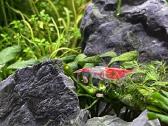 Rili krevetės akvariumui - nuotraukos Nr. 24
