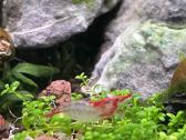 Rili krevetės akvariumui - nuotraukos Nr. 25