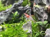 Rili krevetės akvariumui - nuotraukos Nr. 27