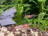 Rili krevetės akvariumui - nuotraukos Nr. 28