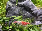 Rili krevetės akvariumui - nuotraukos Nr. 29