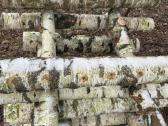Shiitake grybai. Auginimas, rąstelių paruošimas, - nuotraukos Nr. 10